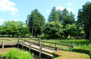 Fototapeta na wymiar 新緑が爽やかな公園　癒しの散策　風景　