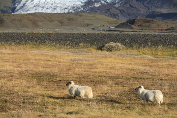 Cute sheep in the enormous nature