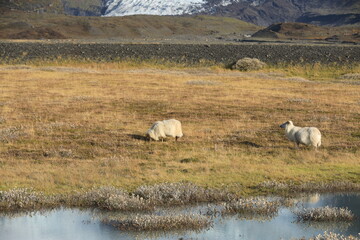 Cute sheep in the enormous nature