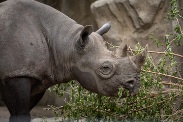 Naklejka premium Rhino