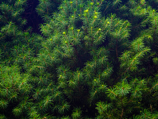 Beautiful background of thorns. Coniferous branches from the darkness. Beautiful background of leaves.