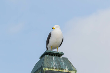 ウミネコ
