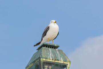 ウミネコ
