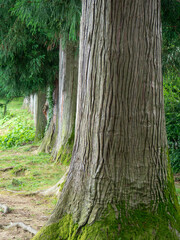 Trunks of gigantic trees. In the botanical garden. Old alley.