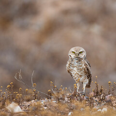 Photograph of a Burrowing Owl in Scottsdale, Arizona.