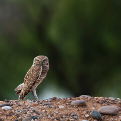 Photograph of a Burrowing Owl in Scottsdale, Arizona.