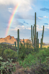 Photograph of a rainbow in the Superstition Wilderness in Arizona. 