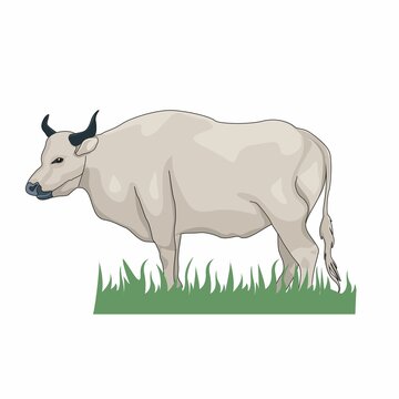 white buffalo vector cartoon, sacrificial animal vector, animal and grass cartoon design vector illustration on white screen background