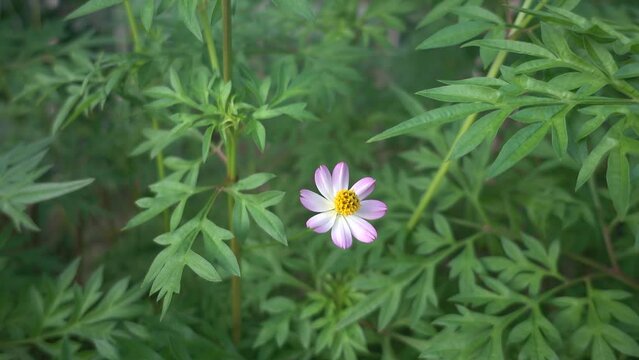 Cosmos caudatus flower or locally known as ulam raja