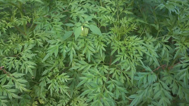 Cosmos caudatus flower or locally known as ulam raja