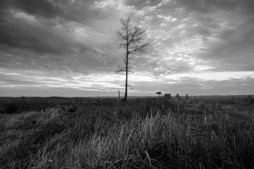 Tree on a field on a black and white background