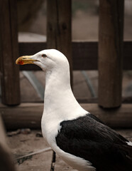 Gaviota en muelle 