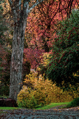 Obraz premium autumn colors in the park