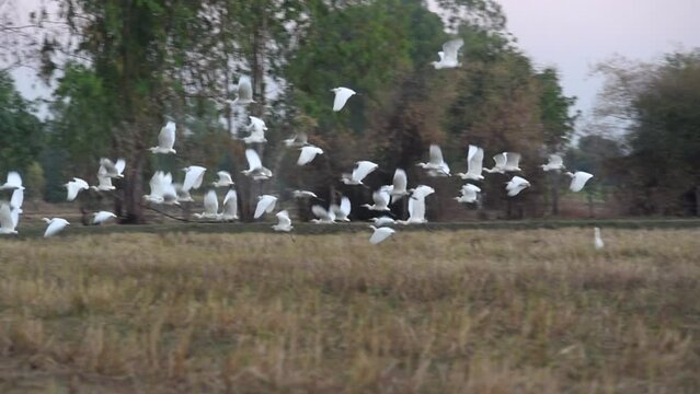 Flock of egret birds taking off in paddy field landscape photograph. beautiful scenery in tropical island of Thailand.