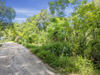 Dirt road with lots of trees