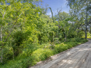 Fototapeta na wymiar Dirt road with lots of trees