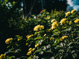 Obraz premium Yellow Lantana