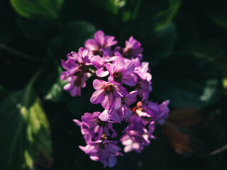 flowers in the garden