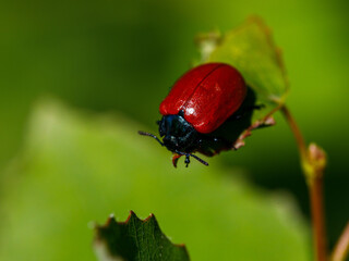 Naklejka premium Closeup on the colorful red Poplar leaf beetle, Chrysomela populi, eating from Populus alba leaf