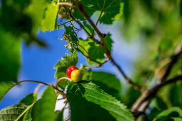 berries on a branch