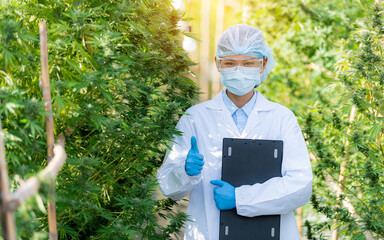 portrait of a scientist wearing a mask, goggles and gloves inspecting a cannabis plant in a greenhouse. Concept of alternative herbal medicine, CBD oil, pharmaceutical industry