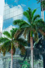 Fototapeta na wymiar palm trees in the city hotel miami 
