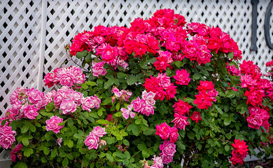 Lush flowering of rose bushes at the porch of the house. Summer view.