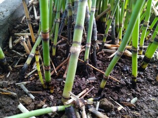 Close-up view of the water bamboo tree