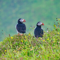 Puffins, Vik, Iceland