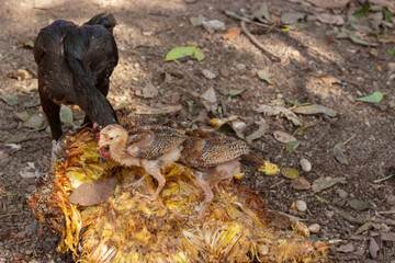 a chicken eating a rotten jackfruit