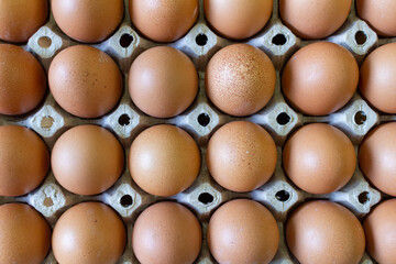 egg panel meal food organic fresh
