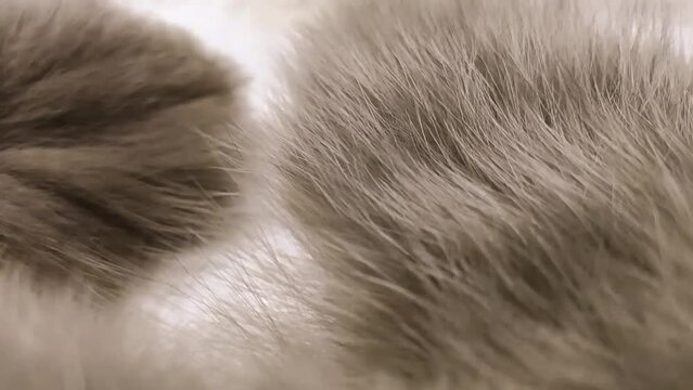 Close-up brown fur background texture flying video