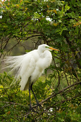 great white heron in plumage perched on branches of a tree surrounded by green leaves