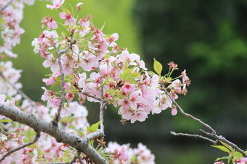 桜