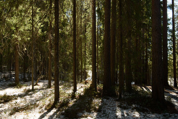 Nature in the middle of spring in the taiga forest.