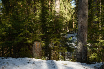 Nature in the middle of spring in the taiga forest.