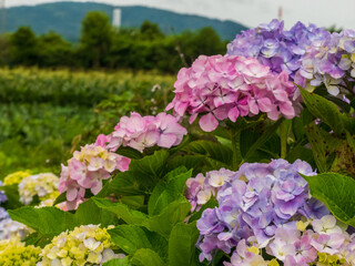紫陽花のある風景
