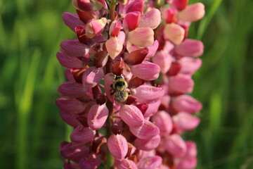 Obraz premium bee on flower