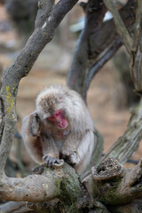 Japanese macaque in Arashiyama, Kyoto.