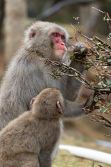 A Japanese macaque parent and child eating nuts at Arashiyama in Kyoto, Japan.