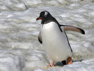 Single Gentoo Penguin walking on ice