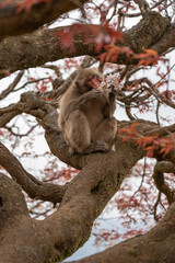 Japanese macaques on Arashiyama in Kyoto eat cherry petals.