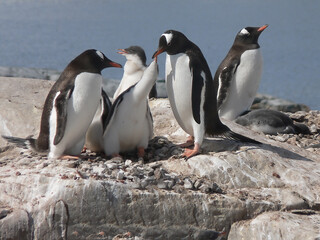 Gentoo Penguin family standing on rocks in Antarctica