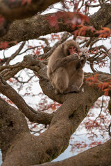Japanese macaques on Arashiyama in Kyoto eat cherry petals.