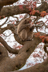 Japanese macaques on Arashiyama in Kyoto eat cherry petals.