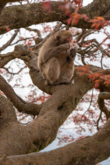Japanese macaques on Arashiyama in Kyoto eat cherry petals.