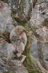 Japanese macaque in Arashiyama, Kyoto.