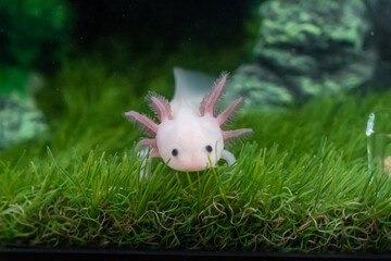 small Axolotl (Ambystoma mexicanum) walking on a grass in aquarium. Baby amphibian or salamander in a fish tank - Powered by Adobe