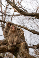Japanese macaque in Arashiyama, Kyoto.