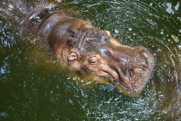 Fototapeta na wymiar Close up head The Big hippopotamus is float in river